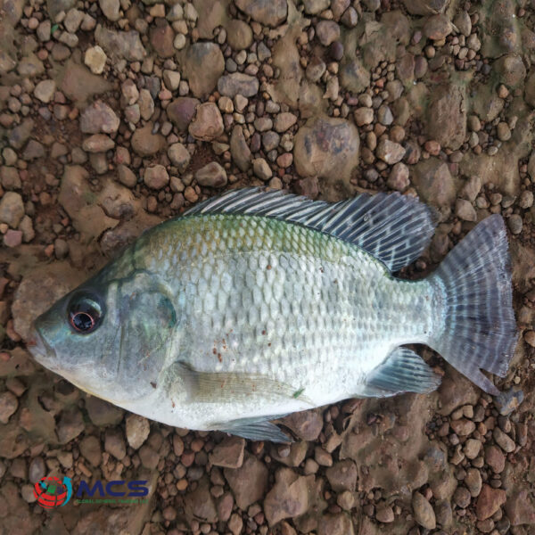 Wholesale Frozen Tilapia