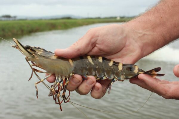 Premium quality Shrimp For wholesale at Best Market Price - Image 2