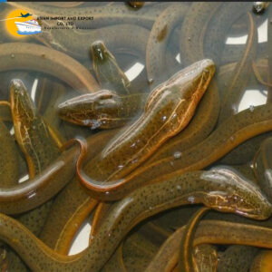 Frozen Eel Fish