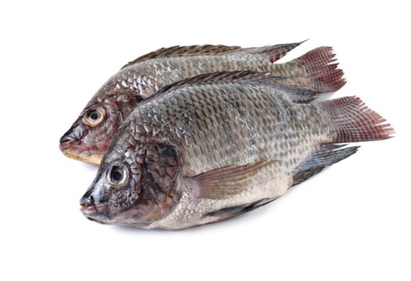 Top Quality Frozen Tilapia Supplier Bulk Style at Best Market Price - Image 7