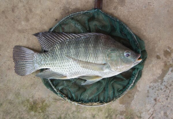 Wholesale Frozen Tilapia Fresh Tilapia Supplier Block Bulk for sale - Image 7