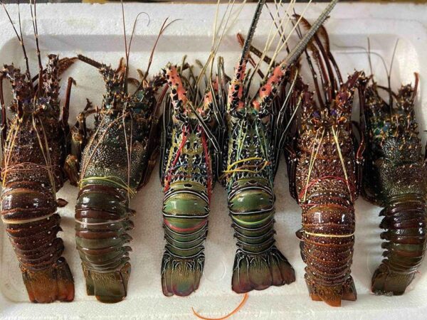 Red Frozen Lobsters Bulk at best market price worldwide - Image 2