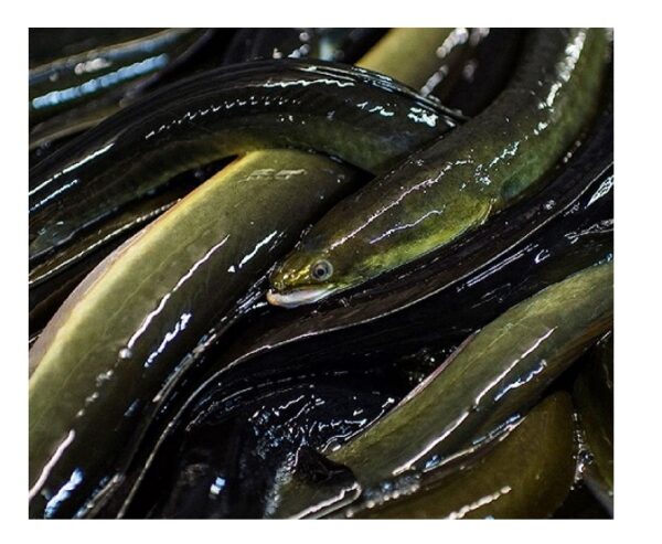 Top Quality Frozen Eel Supplier Bulk Style at Best Market Price - Image 5