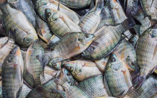 Wholesale Frozen Tilapia Fresh Tilapia Supplier Block Bulk for sale - Image 8