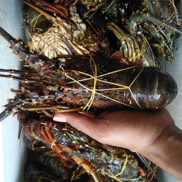 Red Frozen Lobsters Bulk at best market price worldwide - Image 3