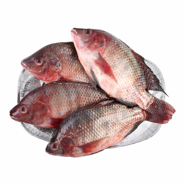 Wholesale Frozen Tilapia Fresh Tilapia Supplier Block Bulk for sale - Image 10