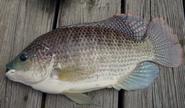 Wholesale Frozen Tilapia Fresh Tilapia Supplier Block Bulk for sale - Image 9