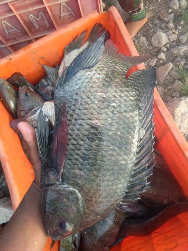 Black Tilapia Wholesale 100% Fresh Quality Best Delicious Food - Image 4