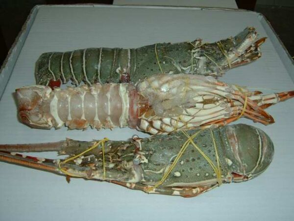 Frozen lobster Healthy Seafood Items with High Quality For sale - Image 12