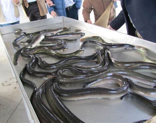 Top Quality Frozen Eel Supplier Bulk Style at Best Market Price - Image 4