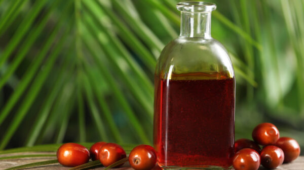 Wholesale Palm Oil Best quality palm oil in the market at low price - Image 4