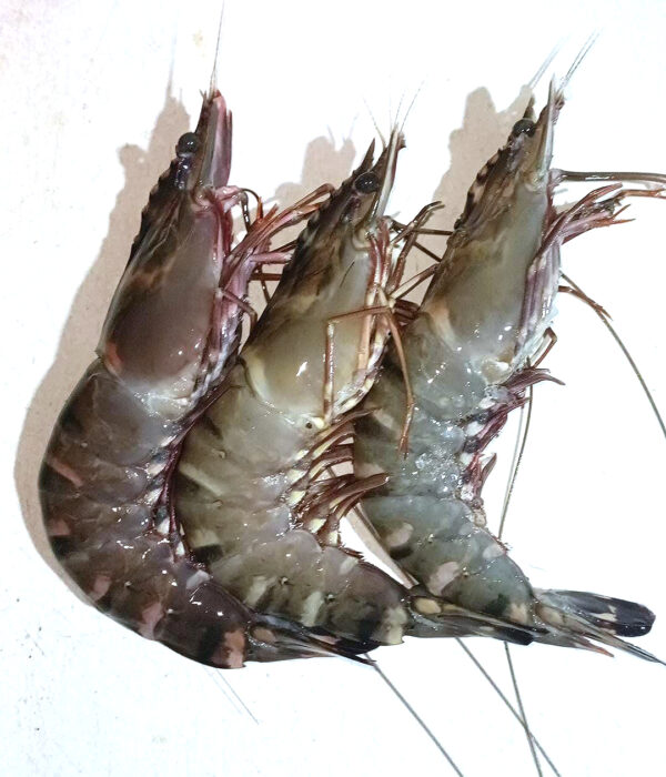 Good Quality Shrimp Low Price Fresh Fish Supplier Block Bulk - Image 3