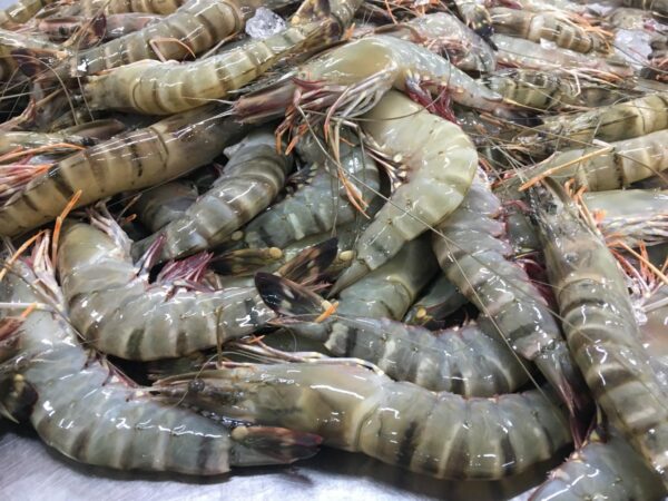 Premium quality Shrimp For wholesale at Best Market Price - Image 9