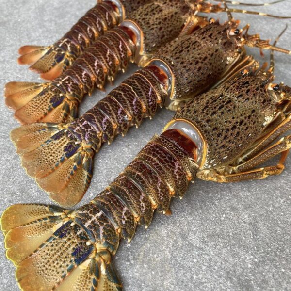 Best Quality Lobsters Healthy Seafood Items with High Quality - Image 2