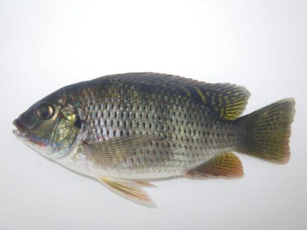 Top Quality Frozen Tilapia Supplier Bulk Style at Best Market Price - Image 2