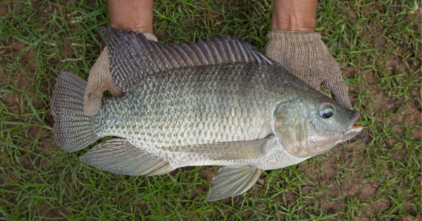 Wholesale Frozen Tilapia Fresh Tilapia Supplier Block Bulk for sale - Image 2