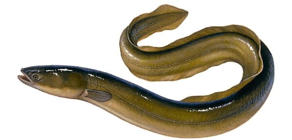 Wholesale Rock Eel 100% Fresh Quality Best Delicious Food - Image 2