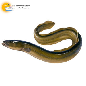 Frozen Eel Fish