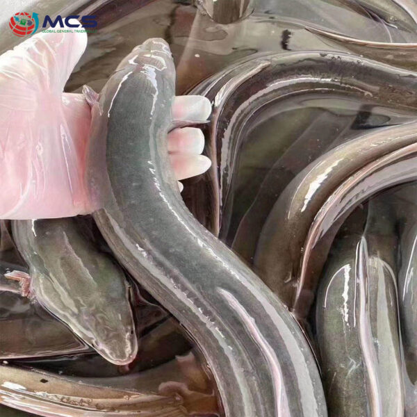 Premium quality Eel 100% fresh and frozen Eel fish Cheap Price - Image 2