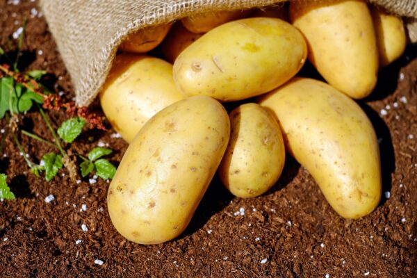 Wholesale Fresh Potato Best Product top quality best market price - Image 7