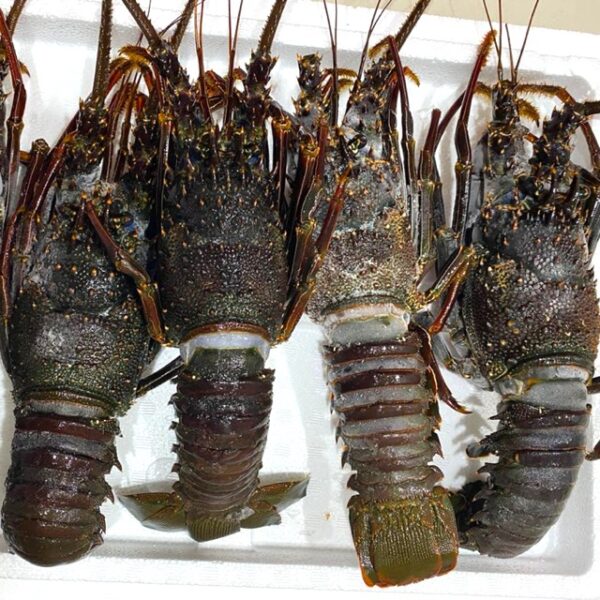 Best Quality Lobsters Healthy Seafood Items with High Quality - Image 3