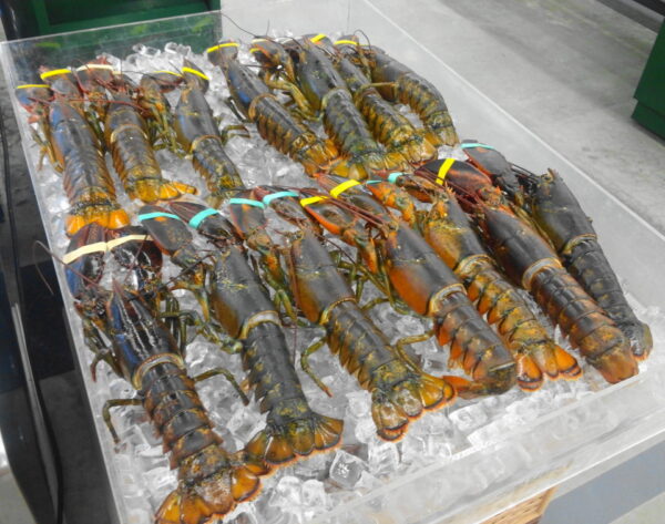 Best Quality Lobsters Healthy Seafood Items with High Quality - Image 5