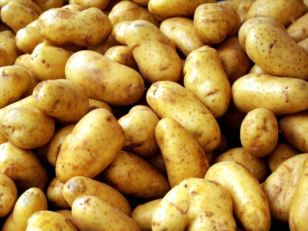 Wholesale Fresh Potato Best Product top quality best market price - Image 9