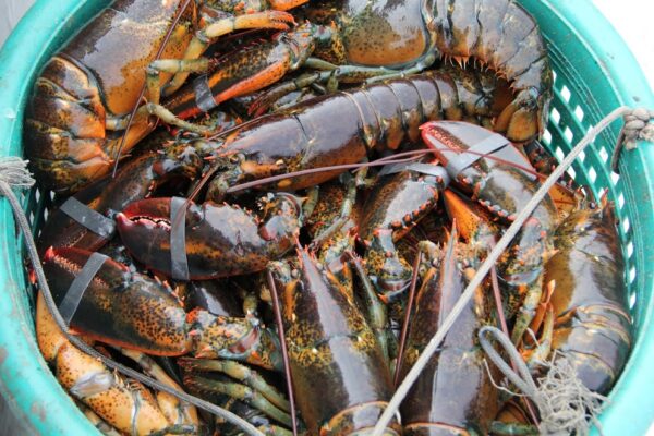 Best Quality Lobsters Healthy Seafood Items with High Quality - Image 6