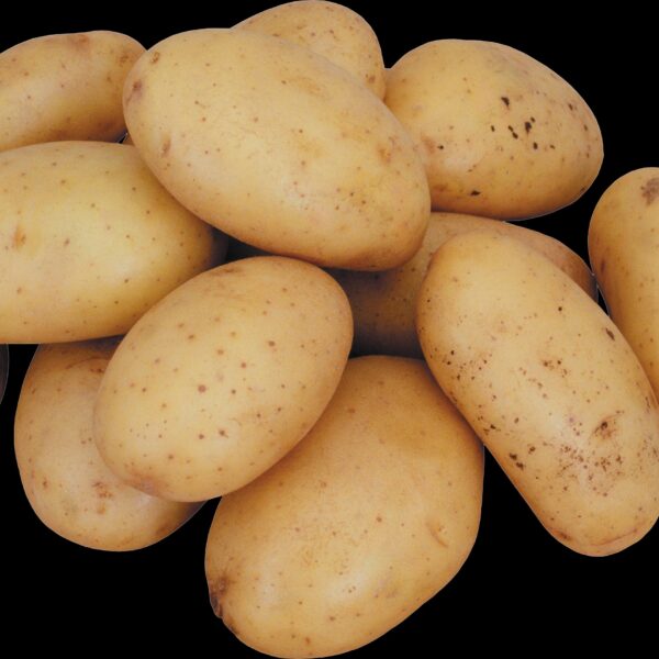 Wholesale Fresh Potato Best Product top quality best market price - Image 12