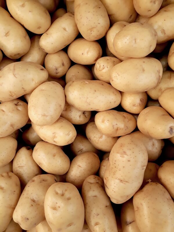 Wholesale Fresh Potato Best Product top quality best market price - Image 13