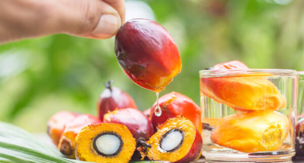 Premium Palm Oil 100% Halal We Export Worldwide at best Price - Image 3