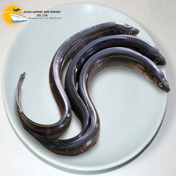 Frozen Eel Fish