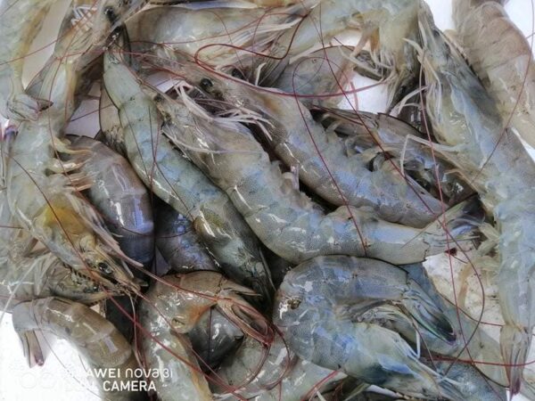 Premium quality Shrimp For wholesale at Best Market Price - Image 11