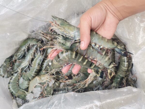 Premium quality Shrimp For wholesale at Best Market Price - Image 12