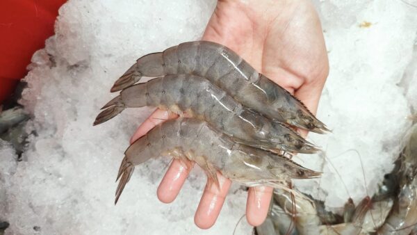 Good Quality Shrimp Low Price Fresh Fish Supplier Block Bulk - Image 2