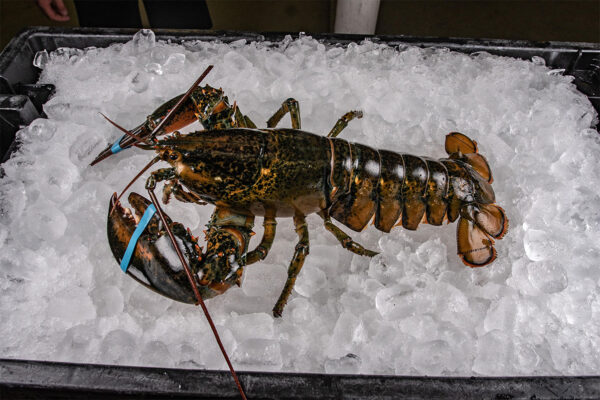 Frozen lobster Healthy Seafood Items with High Quality For sale - Image 3