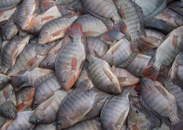 Top Quality Frozen Tilapia Supplier Bulk Style at Best Market Price - Image 3