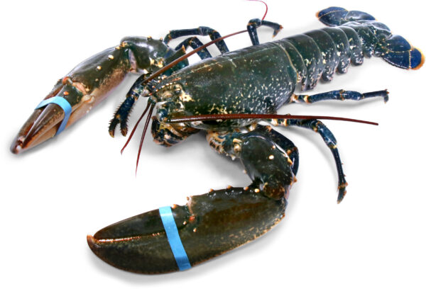 Frozen lobster Healthy Seafood Items with High Quality For sale - Image 4