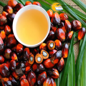 Palm Oil