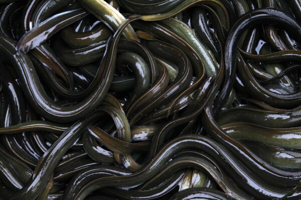 Wholesale Rock Eel 100% Fresh Quality Best Delicious Food - Image 6