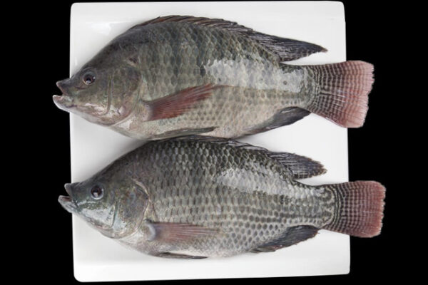 Wholesale Frozen Tilapia Fresh Tilapia Supplier Block Bulk for sale - Image 6