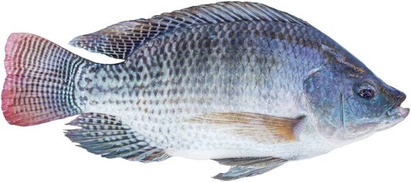 Wholesale Frozen Tilapia Fresh Tilapia Supplier Block Bulk for sale - Image 4