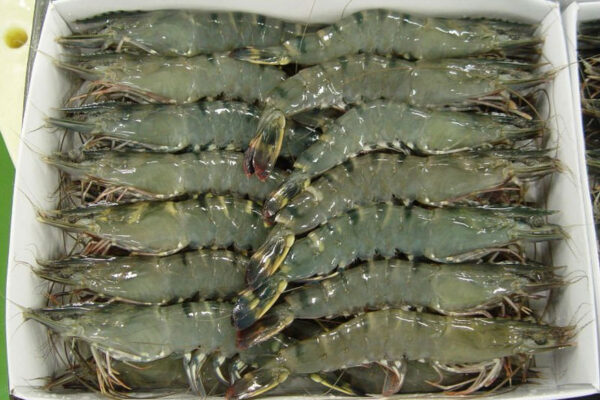 Premium quality Shrimp For wholesale at Best Market Price - Image 7