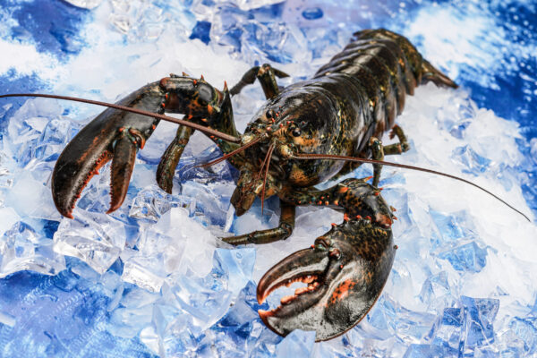 Frozen lobster Healthy Seafood Items with High Quality For sale - Image 6