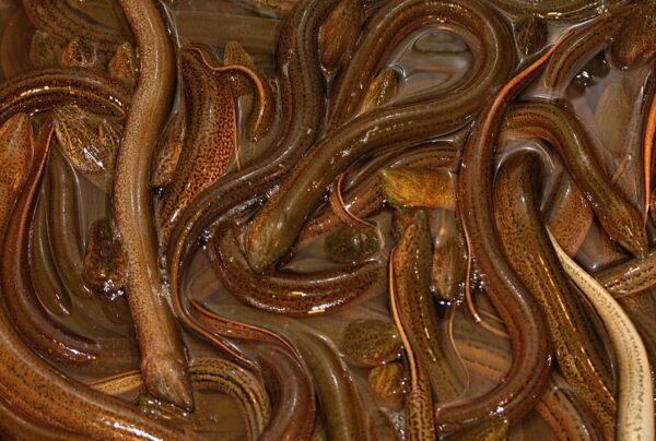 Wholesale Rock Eel 100% Fresh Quality Best Delicious Food - Image 7