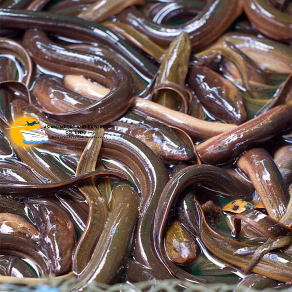 Frozen Eel Fish