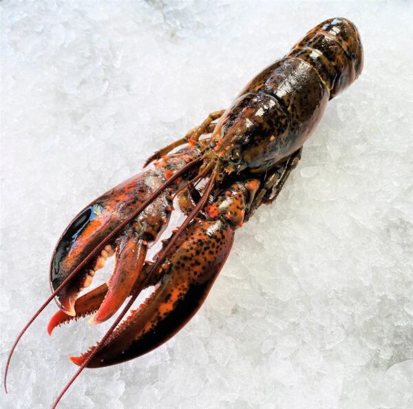 Frozen Seafood Lobsters high quality fresh Live Lobsters - Image 6