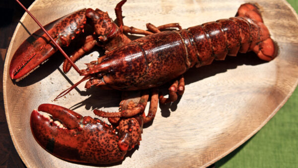 Frozen Seafood Lobsters high quality fresh Live Lobsters - Image 8