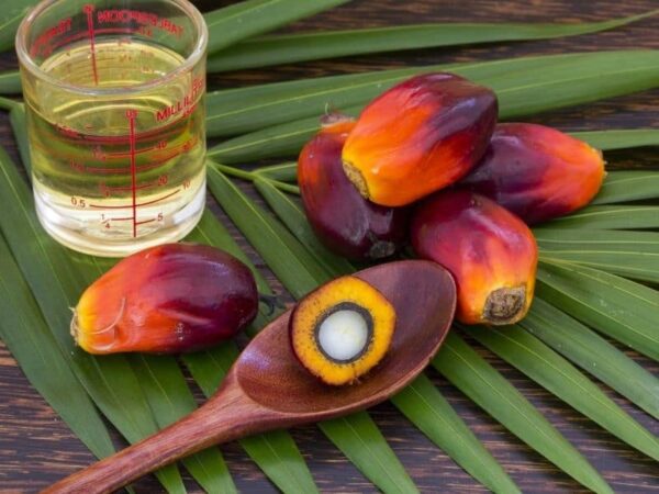 Premium Palm Oil 100% Halal We Export Worldwide at best Price - Image 7