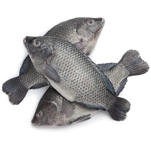 Black Tilapia Wholesale 100% Fresh Quality Best Delicious Food - Image 6